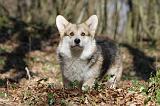 CORGI PEMBROKE 524